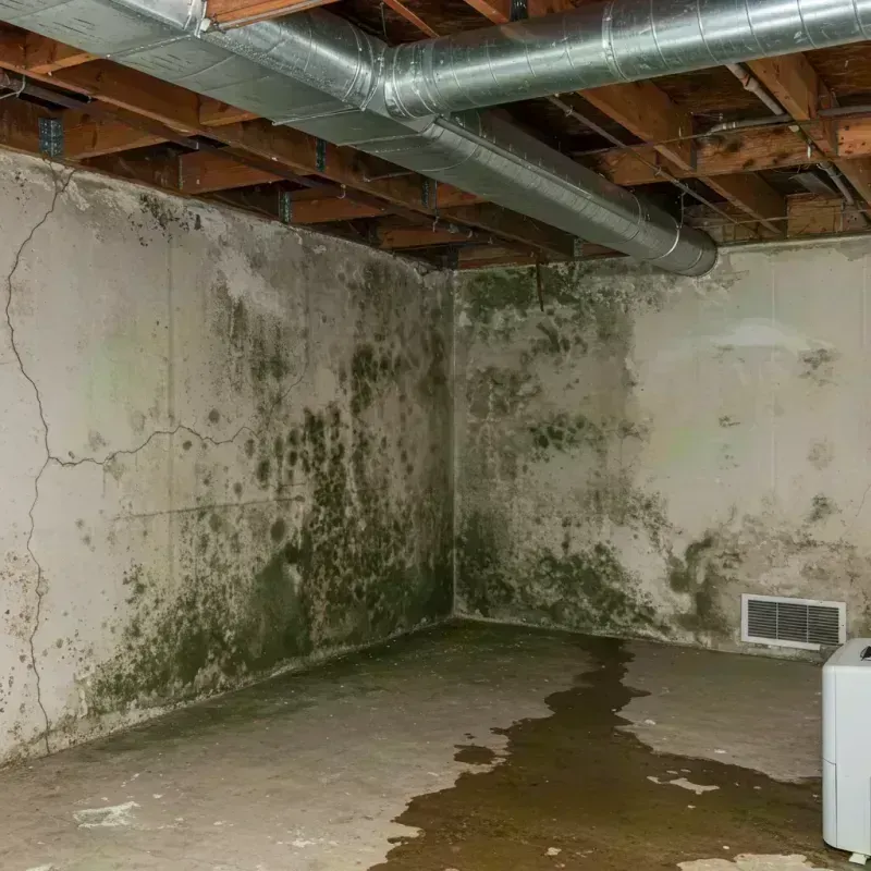 Professional Mold Removal in Franklin County, IL